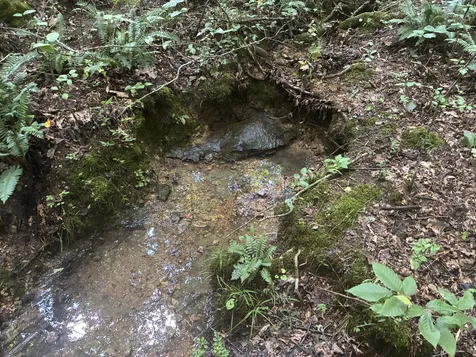 215 Clear Creek Road Leoma TN 38468