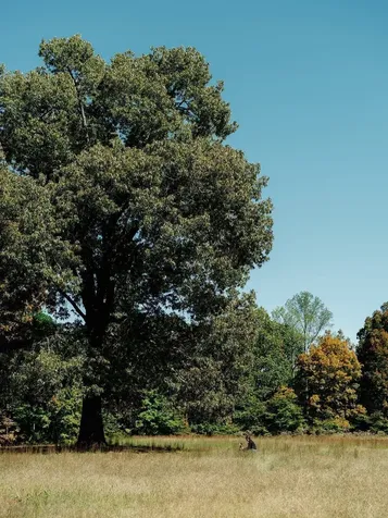 0 Pinewood Road Franklin TN 37064