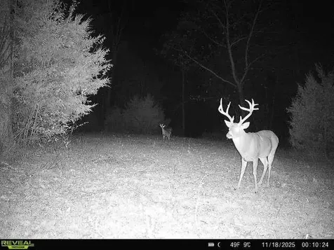 99 Judkins Lane Hickman TN 38567