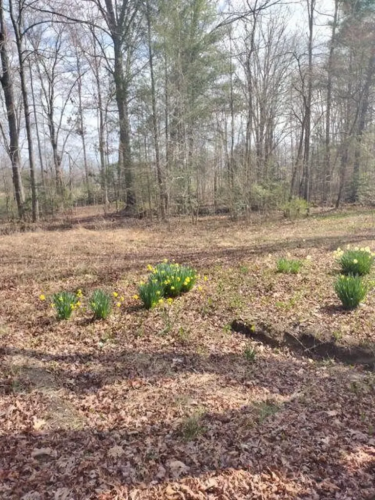 465 Huse Watson Road Oakdale TN 37829