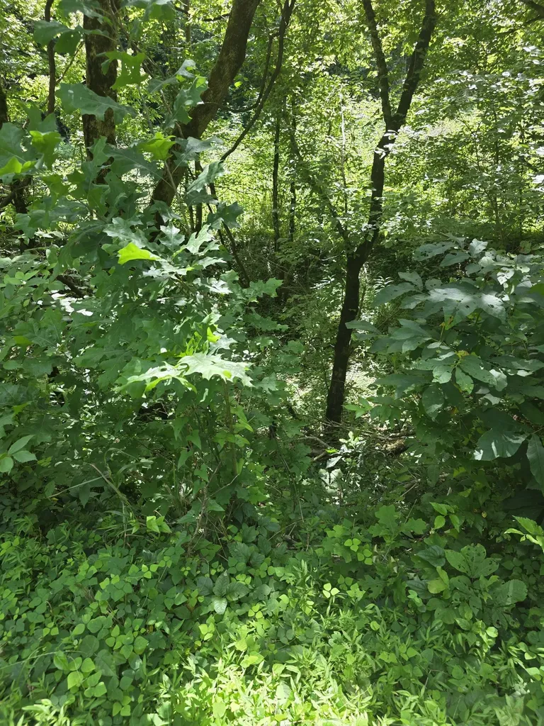 0 Difficult Lane Pleasant Shade TN 37145