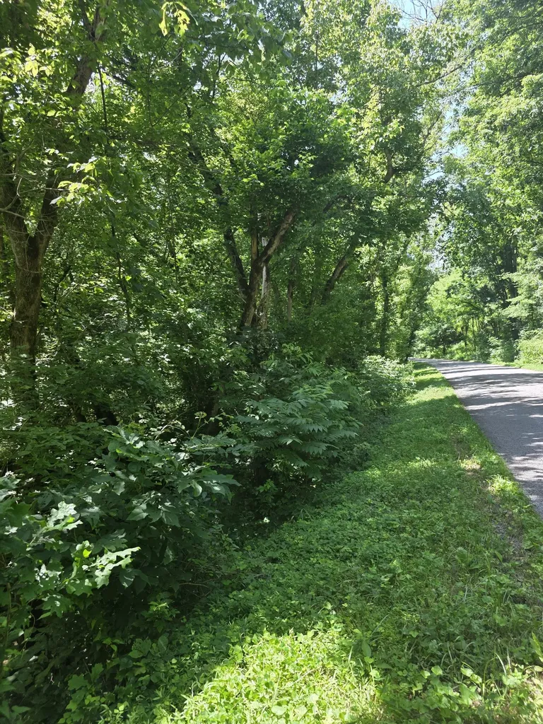 0 Difficult Lane Pleasant Shade TN 37145