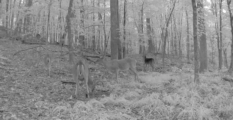 0 Old Furnace Road Decaturville TN 38329