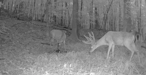 0 Old Furnace Road Decaturville TN 38329