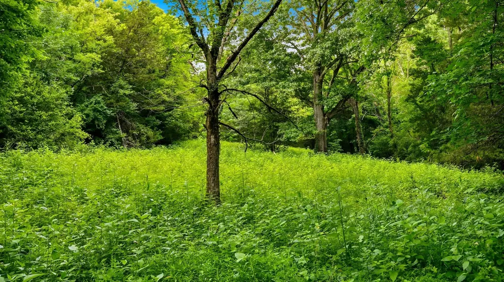 427 Adams Road Watertown TN 37184