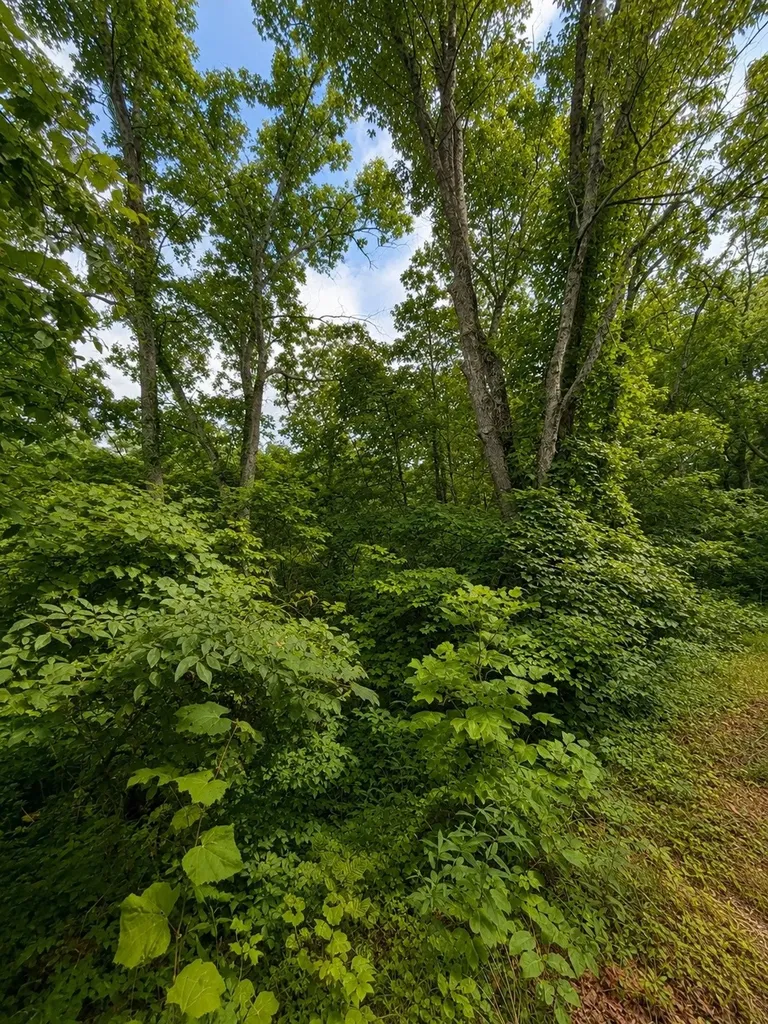 0 Skyline Drive Smithville TN 37166