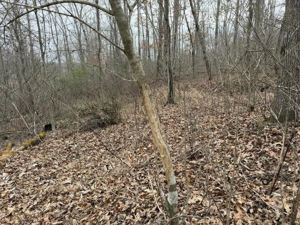 0 Clayton Angel Road Pikeville TN 37367