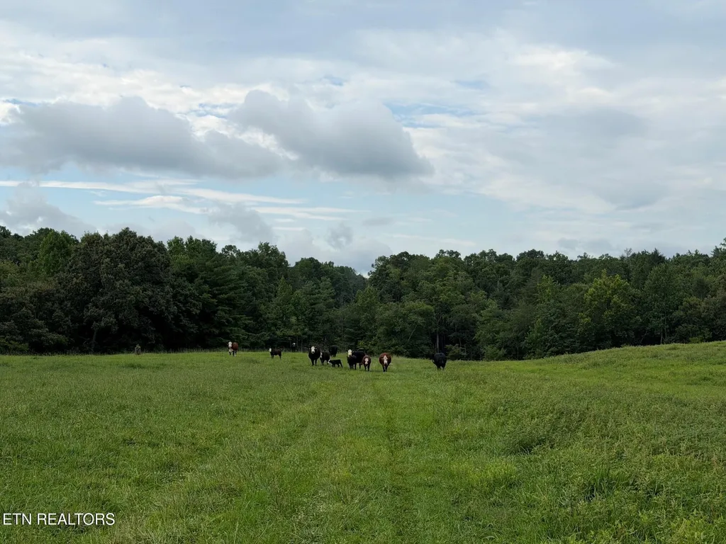 1041 Walt Reed Road Grandview TN 37337