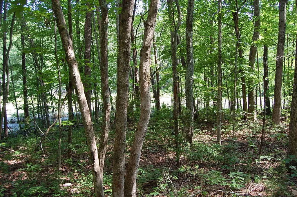 57 Hugh Allison Road Pikeville TN 37367