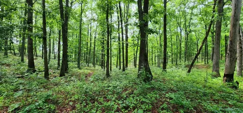 0 Eagle Point Drive Monteagle TN 37356