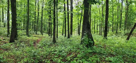 0 Eagle Point Drive Monteagle TN 37356