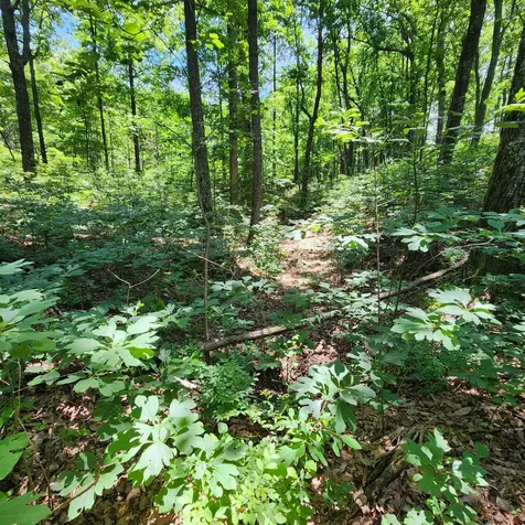 0 Eagle Point Drive Monteagle TN 37356