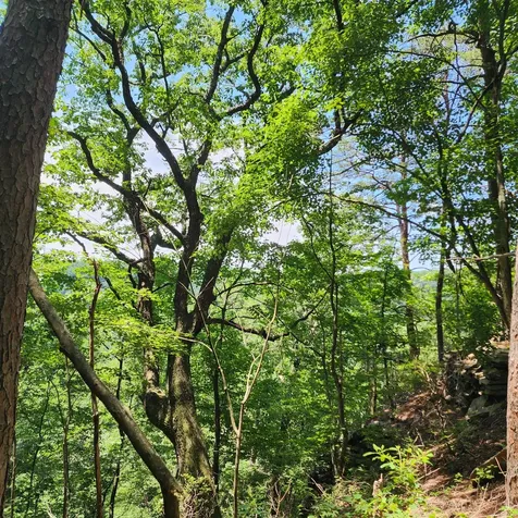 0 Eagle Point Drive Monteagle TN 37356