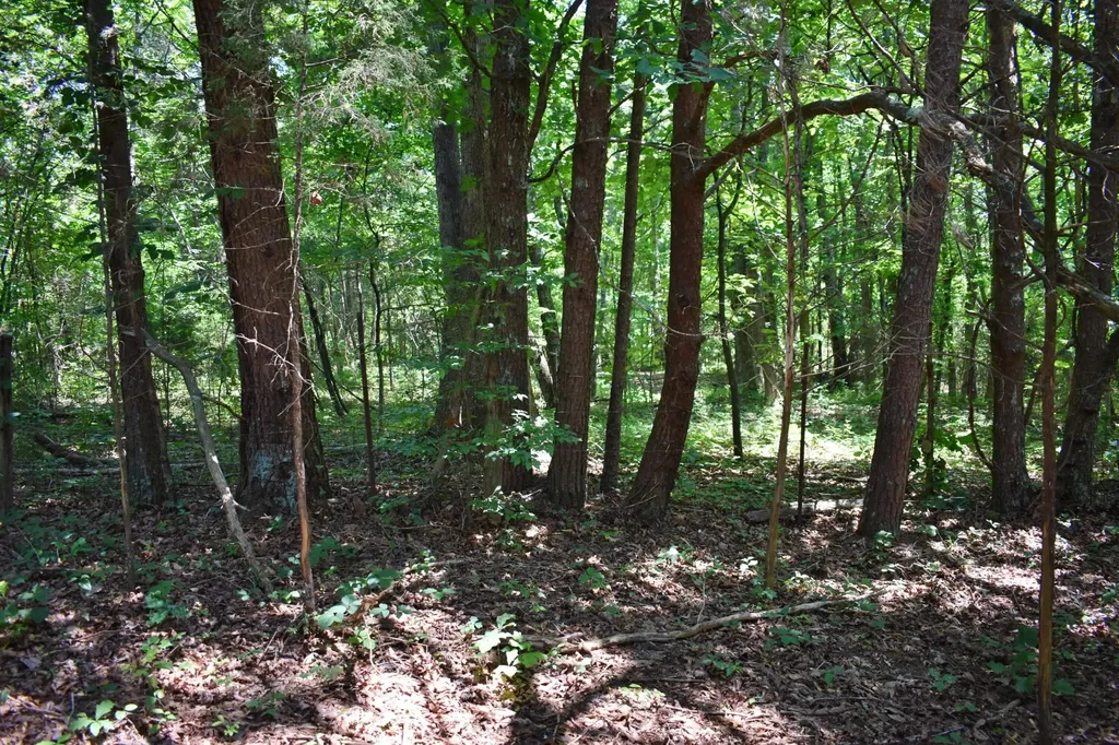 5858 Wolf Creek Road Spring City TN 37381