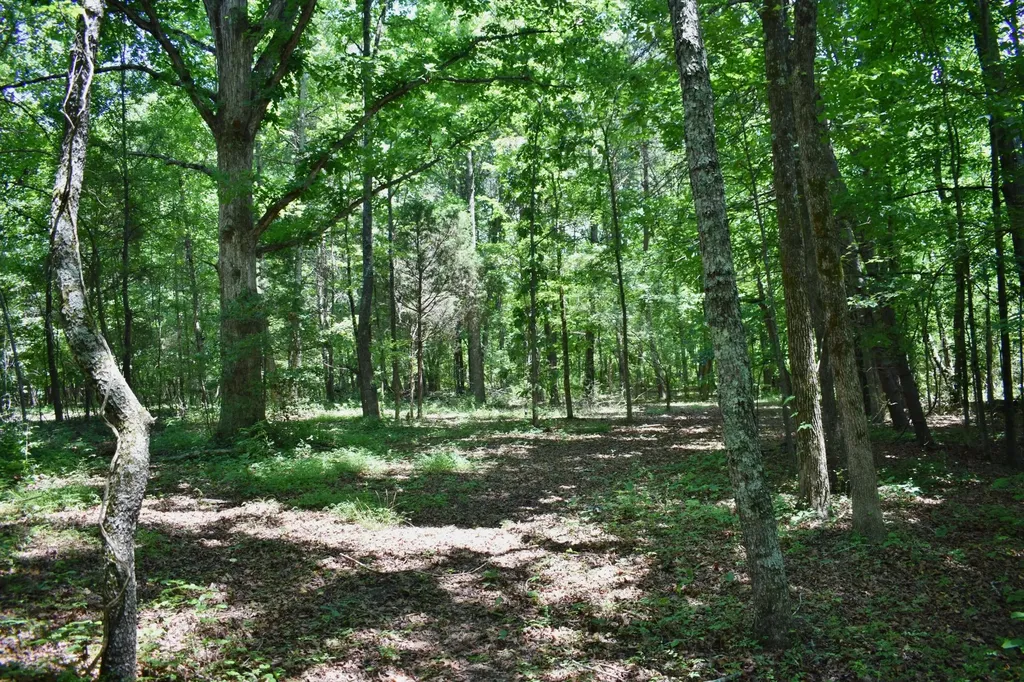 5858 Wolf Creek Road Spring City TN 37381
