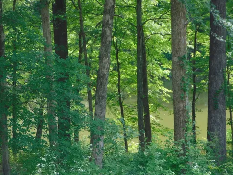 1 Beech Creek Loop Clifton TN 38425