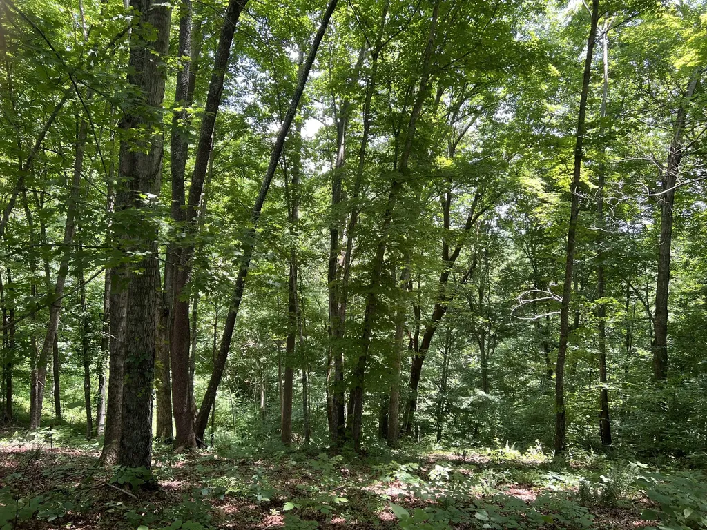 0 Lafever Ridge Road Silver Point TN 38582