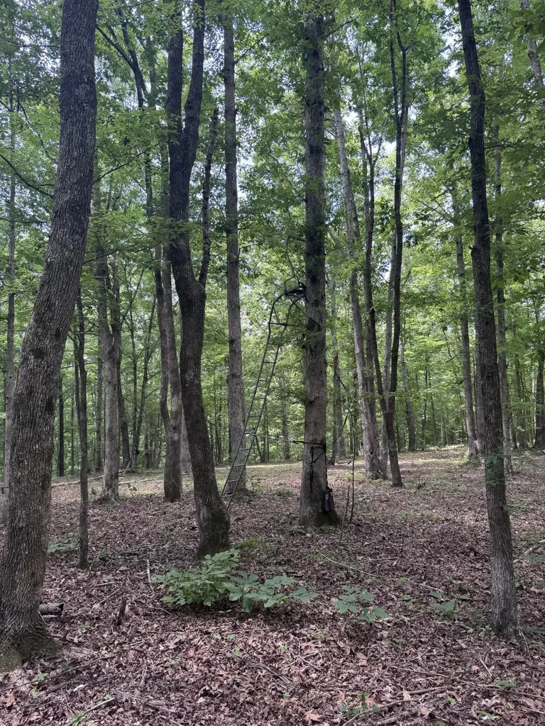 0 Jack Saunders Road Waverly TN 37185
