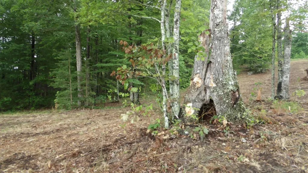 442 Valley View Circle Wilder TN 38589