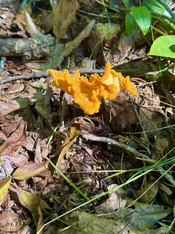 1 Teludachee Trail South Pittsburg TN 37380