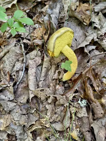1 Teludachee Trail South Pittsburg TN 37380