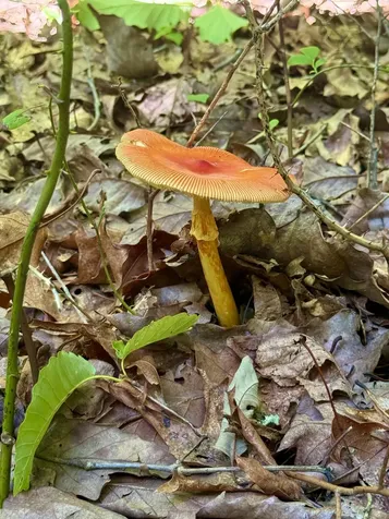 1 Teludachee Trail South Pittsburg TN 37380