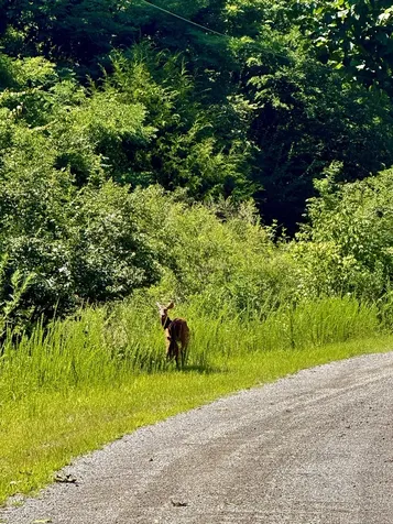 1 Teludachee Trail South Pittsburg TN 37380