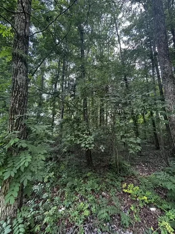 63 Sunset Bluff Way Monteagle TN 37356