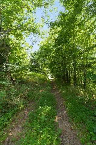 4118 Leipers Creek Road Williamsport TN 38487