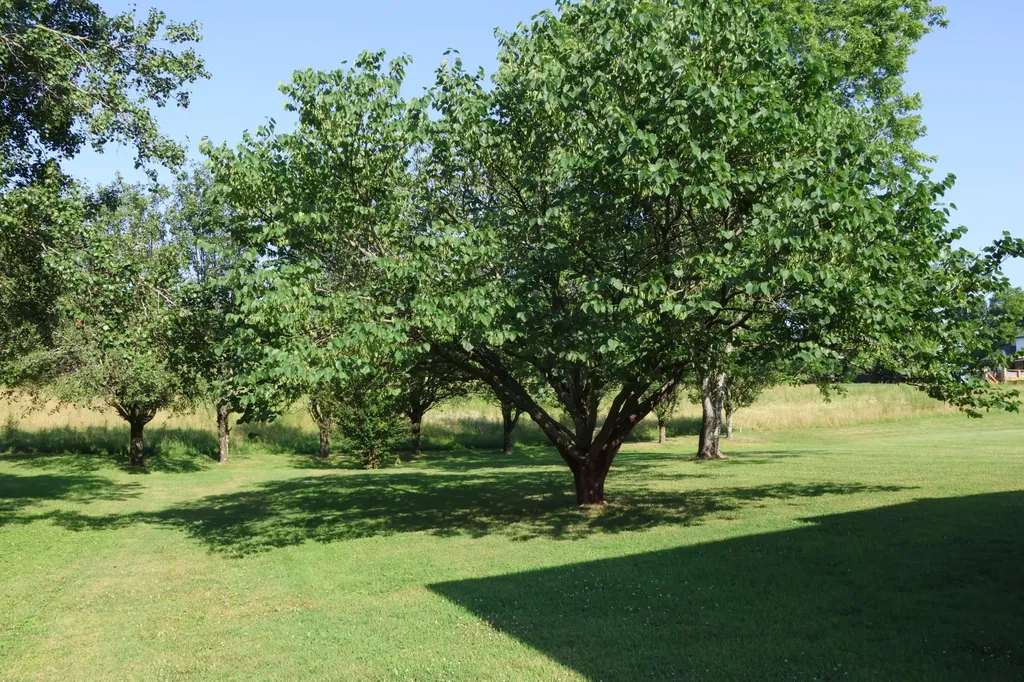 332 Hazeltine Drive Gallatin TN 37066