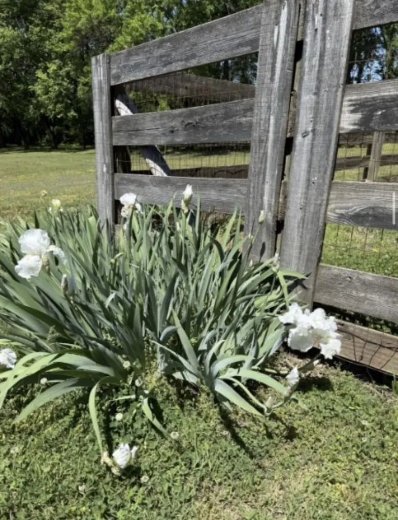 2118 Sue Lane Spring Hill TN 37174