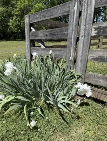 2118 Sue Lane Spring Hill TN 37174