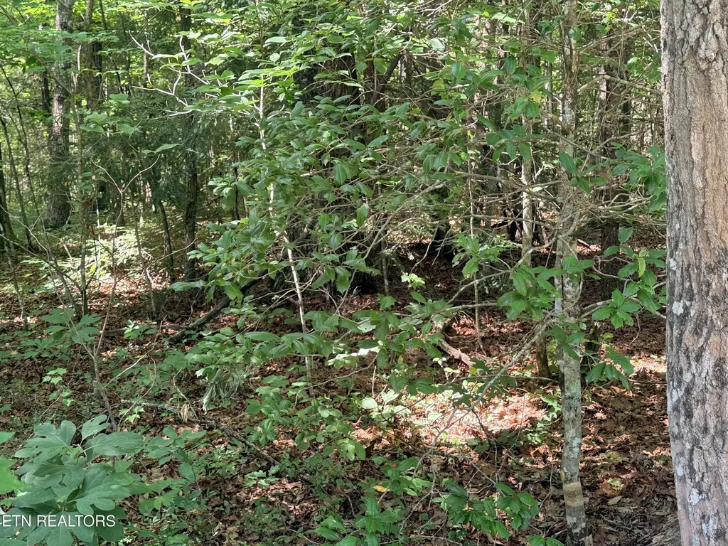 390 Georgee Road Jamestown TN 38556