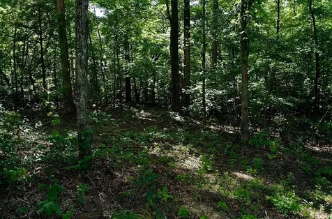 0 Jeanette Holladay Road Parsons TN 38363