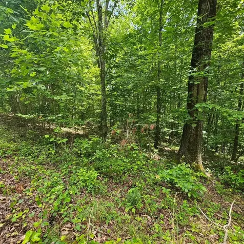 555 Oak Leaf Lane Dunlap TN 37327