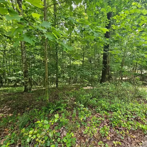 555 Oak Leaf Lane Dunlap TN 37327
