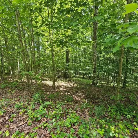 555 Oak Leaf Lane Dunlap TN 37327