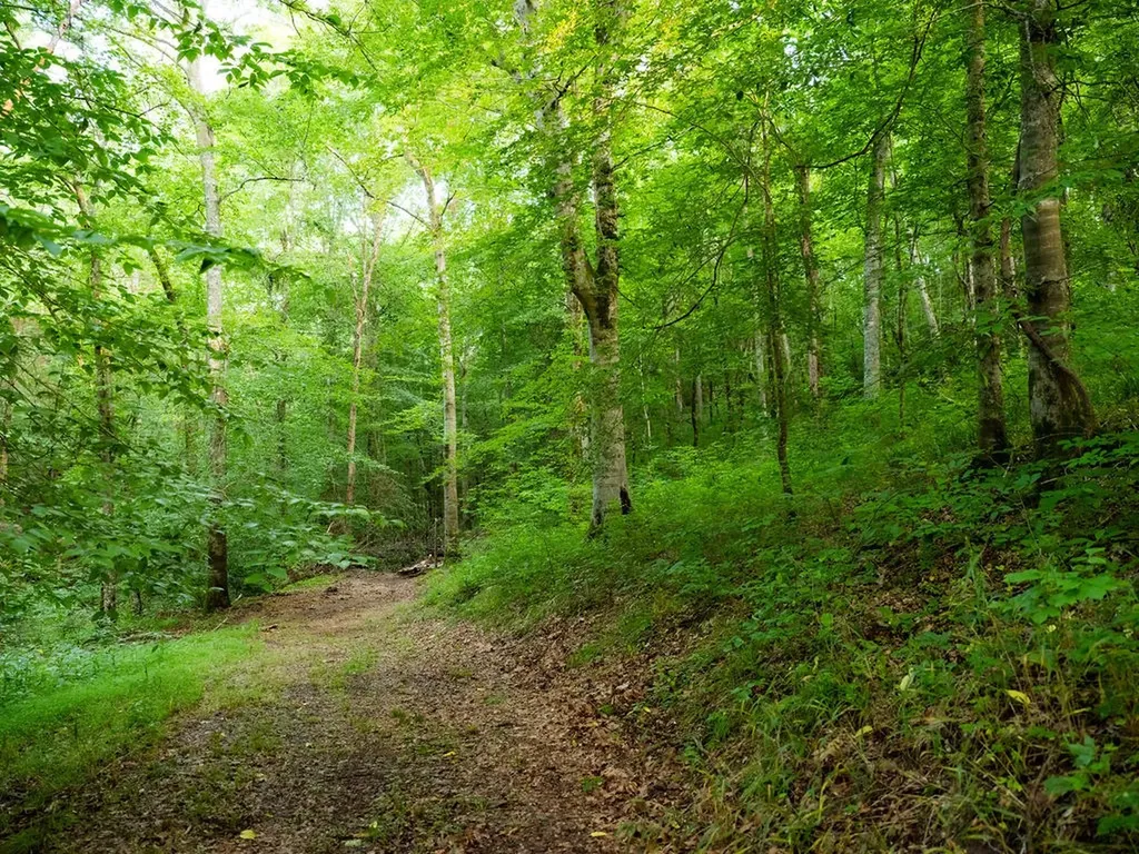 66 Shawnokee Trail Charlotte TN 37036