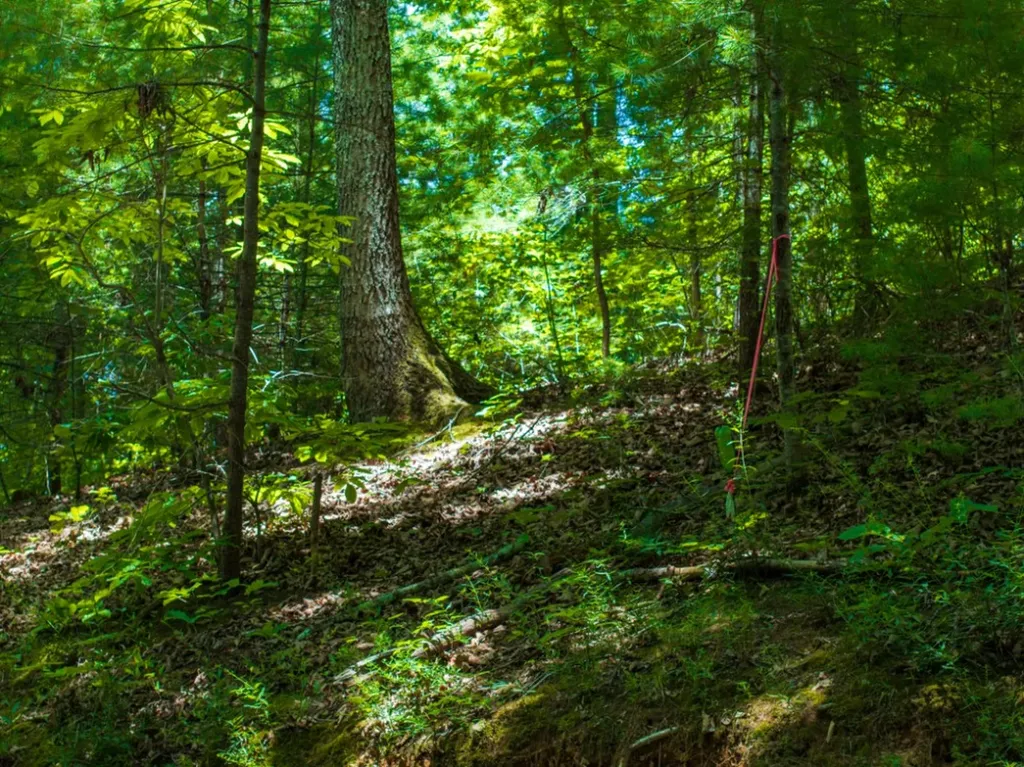 0 Mcghee Road Greenback TN 37742