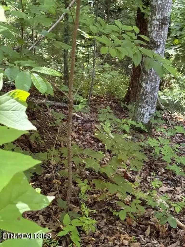 4 Old Furnace Road Tellico Plains TN 37385