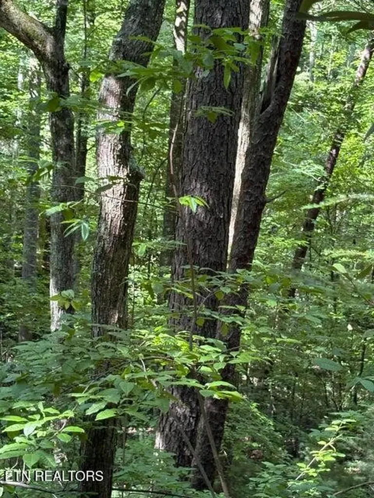4 Old Furnace Road Tellico Plains TN 37385