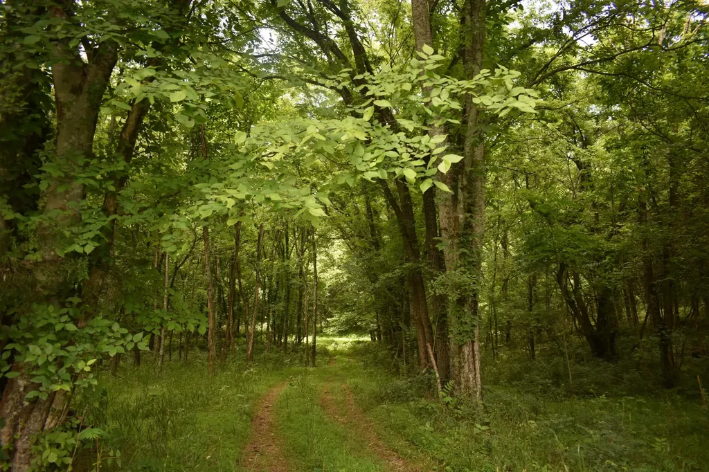 103 Nixon Hollow Ln, N Pleasant Shade TN 37145