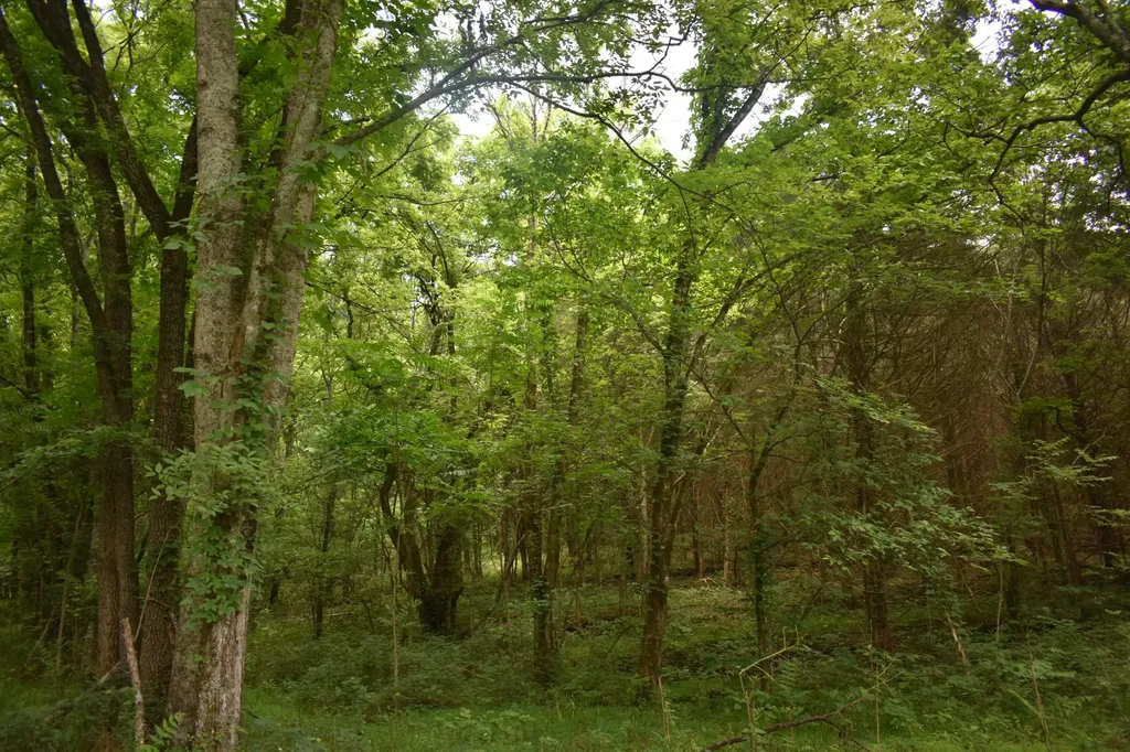 103 Nixon Hollow Ln, N Pleasant Shade TN 37145