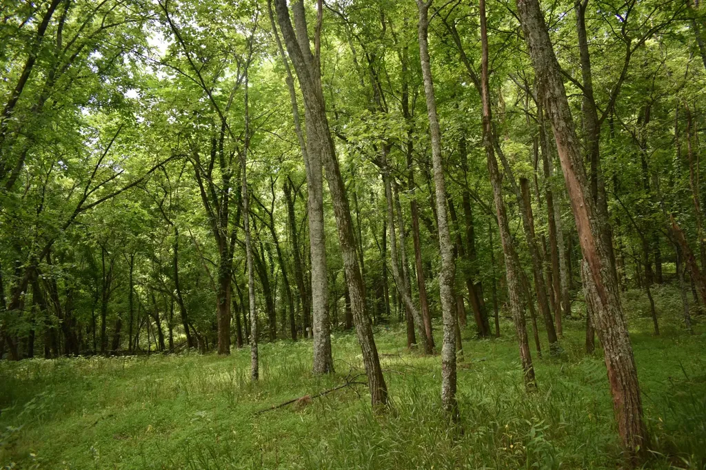 103 Nixon Hollow Ln, N Pleasant Shade TN 37145
