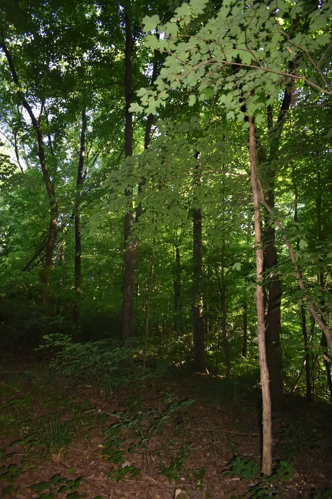 103 Nixon Hollow Ln, N Pleasant Shade TN 37145