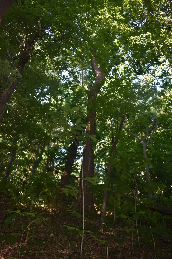 103 Nixon Hollow Ln, N Pleasant Shade TN 37145