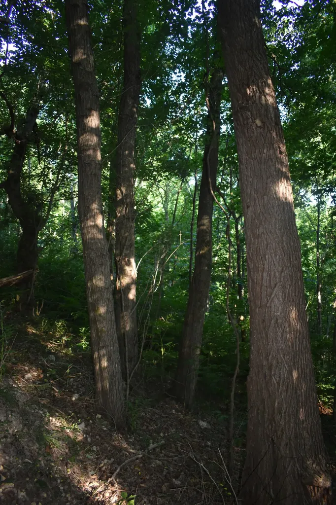 103 Nixon Hollow Ln, N Pleasant Shade TN 37145