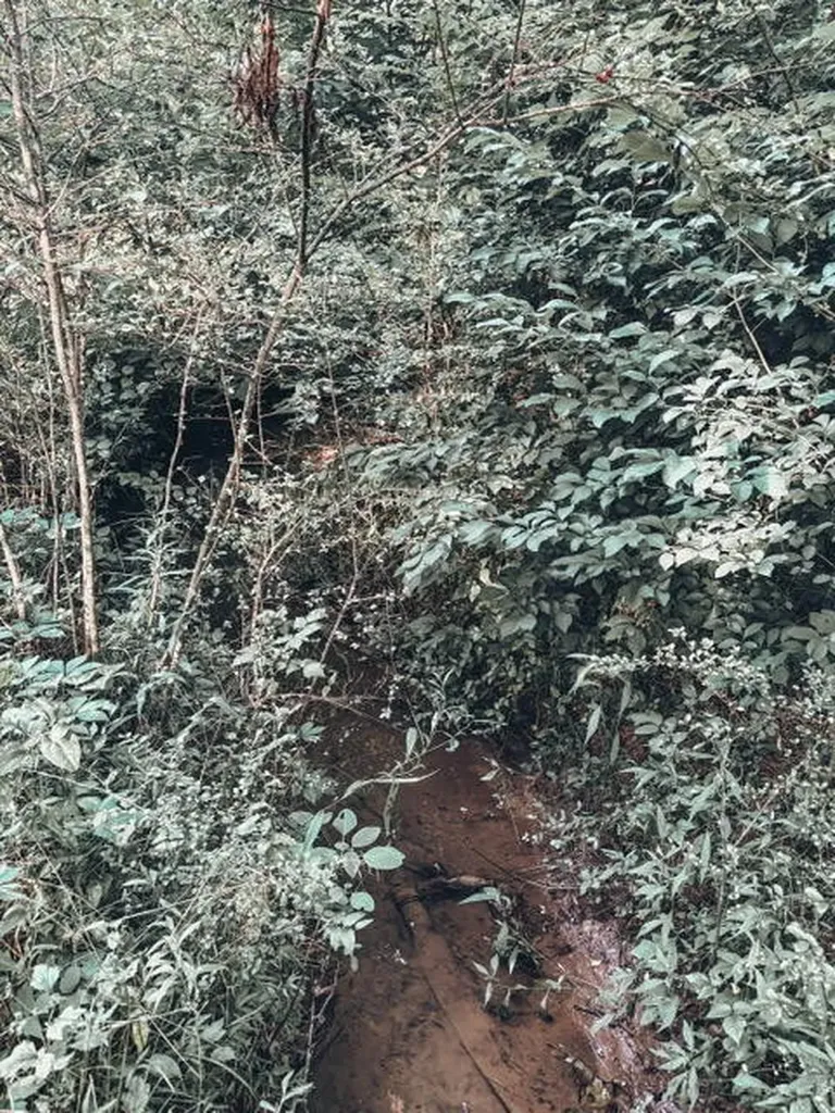 1975 Dowdy Road, SE Cleveland TN 37323