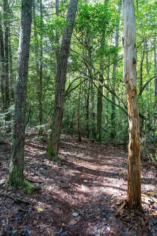 75B Deer Lick Trail Monteagle TN 37356