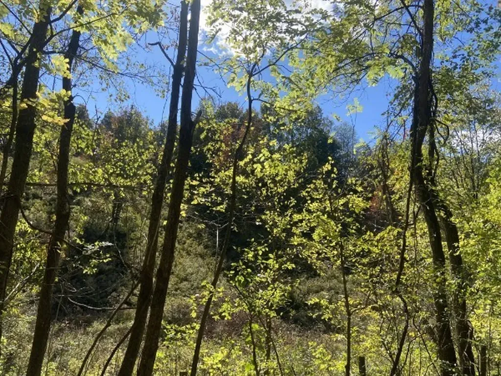 440 Big Spring Hollow Road Pulaski TN 38478